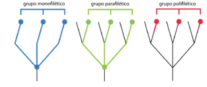 Archivo:Taxonomy - monophyletic, paraphyletic and poliphyletic groups