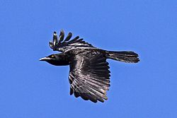 White-necked Crow (Corvus leucognaphalus) (8082810217).jpg