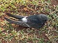 White-rumped Swift