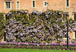 Wisteria Sinensis trained along a wall