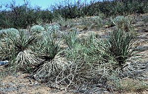 Archivo:Yucca campestris fh 1179.82 BC