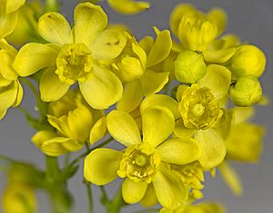 Archivo:(MHNT) Berberis aquifolium - Flowers
