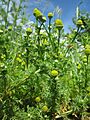 20130602Matricaria discoidea1