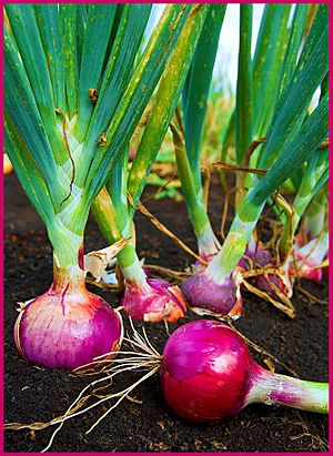 Archivo:ARS red onion