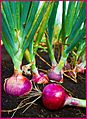 ARS red onion