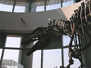 Archivo:Acrocanthosaurus skeleton