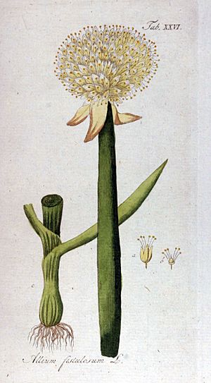 Archivo:Allium fistulosum Ypey26