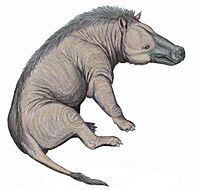 Andrewsarchus09DB.jpg