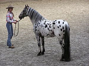 Archivo:Appaloosa stallion