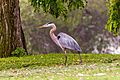 Ardea herodias -South El Monte, California, USA-8