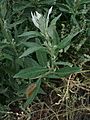 Artemisia douglasiana1stonebird