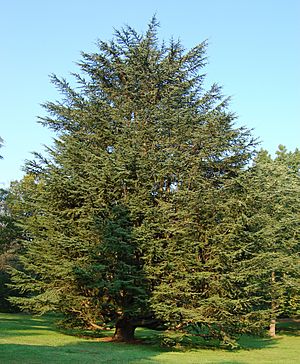 Archivo:Atlas Cedar Cedrus atlantic Tree 1909px