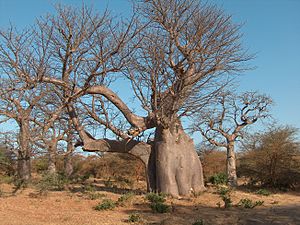 Archivo:BaobabElephantBandia