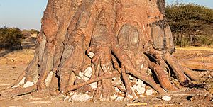 Archivo:Baobab (Adansonia digitata), parque nacional Makgadikgadi Pans, Botsuana, 2018-07-30, DD 09