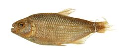 Bario steindachneri (CAS-ICH-39222-e).jpg