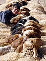 Bedu shepherd family near Palmyra, Syria - 6