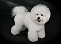 Bichon Frisé - studdogbichon