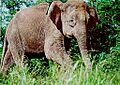 Borneo-elephant-PLoS Biology