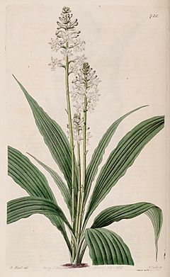 Archivo:Calanthe triplicata (as Calanthe veratrifolia) - plant - Bot. Reg. 9 pl. 720 (1823)