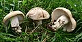 Calocybe gambosa 080420wb