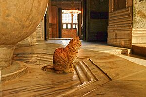 Archivo:Cat at Ayasofya