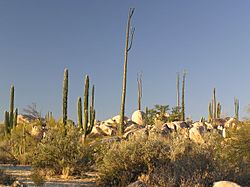 Catavina boulders and cactus.jpg