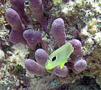 Chaetodon capistratus (foureye butterflyfish) (San Salvador Island, Bahamas) 4 (15985784559)