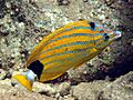 Chaetodon fremblii, Hawái