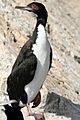 Cormoran.de.bougainville1