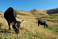 Archivo:Cow pyrenees