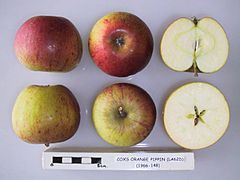 Cross section of Cox's Orange Pippin (LA 62D), National Fruit Collection (acc. 1966-148).jpg