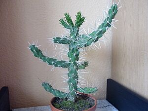 Archivo:Cylindropuntia Rosea