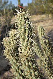 Cylindropuntia ganderi catavinensis 1.jpeg
