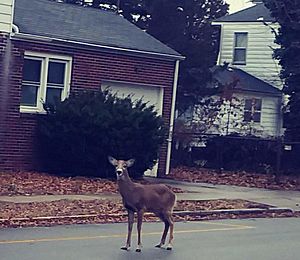 Archivo:Deer in Highland Park NJ 24 Feb 2018