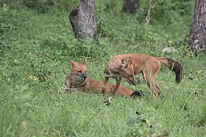 Archivo:Dhole, Asiatic wild dogs in Bandipur National park