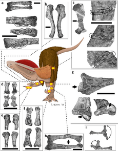 Archivo:Dilophosaurus pathologies
