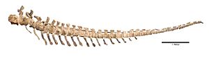 Archivo:Dreadnoughtus Tail Composite Image (by Kenneth Lacovara)