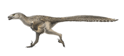 Archivo:Dromaeosaurus Restoration