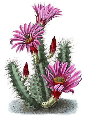 Archivo:Echinocereus enneacanthus ssp brevispinus BlKakteenT70