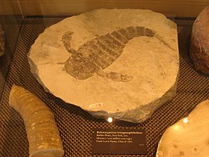 Archivo:Eurypterus tetragonophthalmus - Amherst College Museum of Natural History