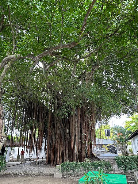 Ficus microcarpa-Aracataca