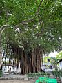 Ficus microcarpa-Aracataca
