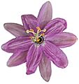 Flower (6613412933)
