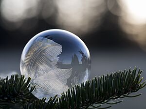 Archivo:Frozen soap bubble behind fir twigs (Unsplash BojuZpqw4zM)