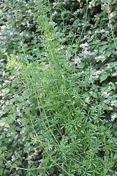 Archivo:Galium spurium var. echinospermon