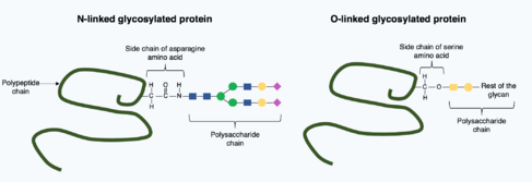 Archivo:Glycosylation of a polypeptide