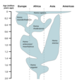 Human evolution chart-en