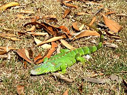 Archivo:Iguana iguana Columbia 3