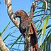 Kaka (Nestor meridionalis)- Wellington -NZ-8-2c.jpg