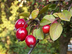 Archivo:Malus Floribunda